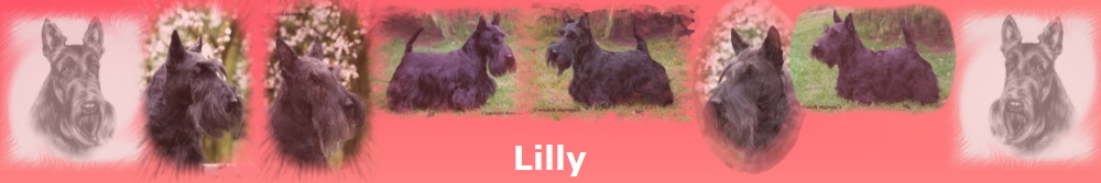 Lilly