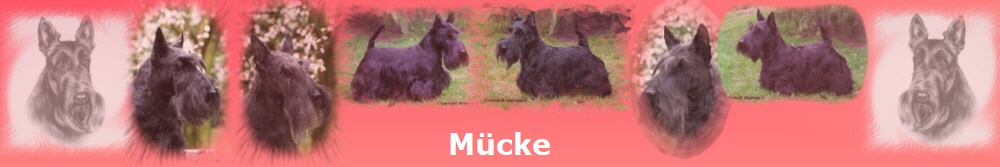 Mücke