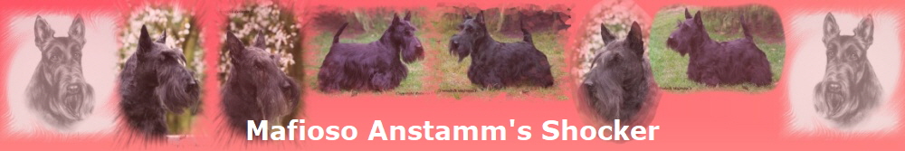 Mafioso Anstamm's Shocker