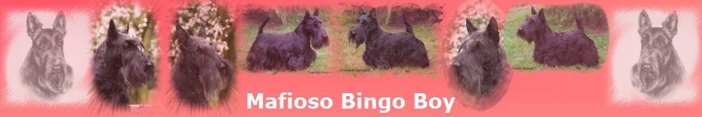 Mafioso Bingo Boy