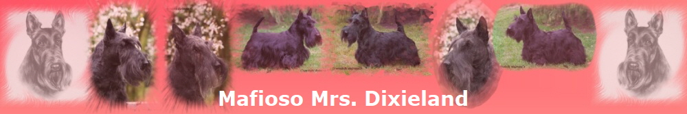 Mafioso Mrs. Dixieland