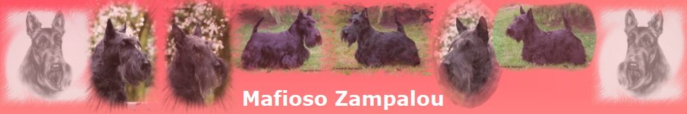 Mafioso Zampalou