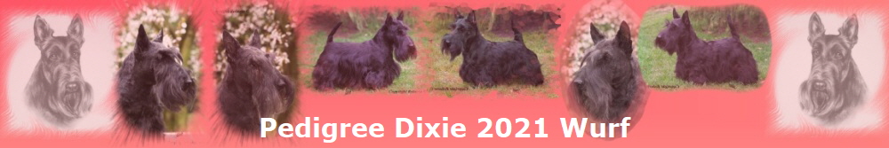 Pedigree Dixie 2021 Wurf