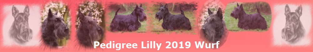 Pedigree Lilly 2019 Wurf