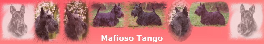 Mafioso Tango